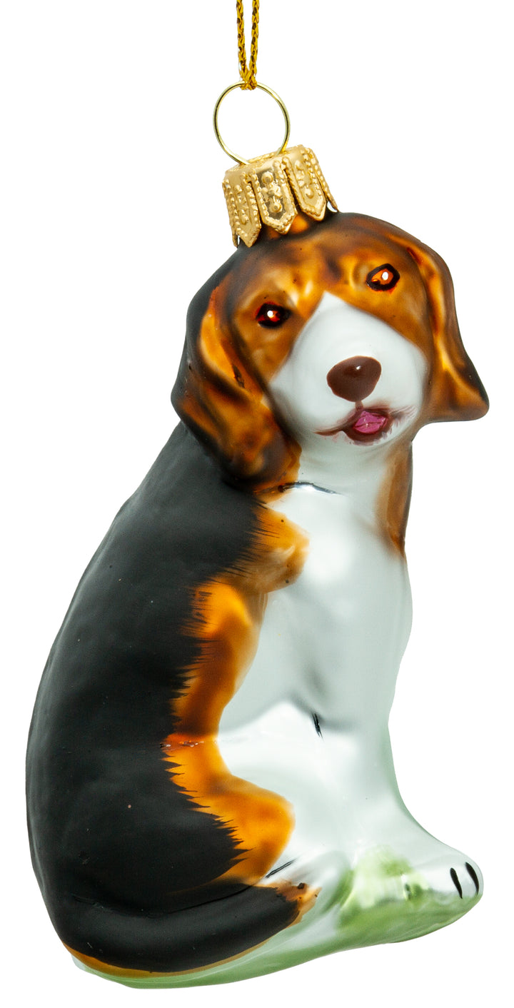 Beagle No.701